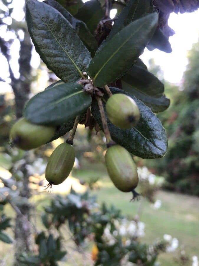 Eucryphia 3