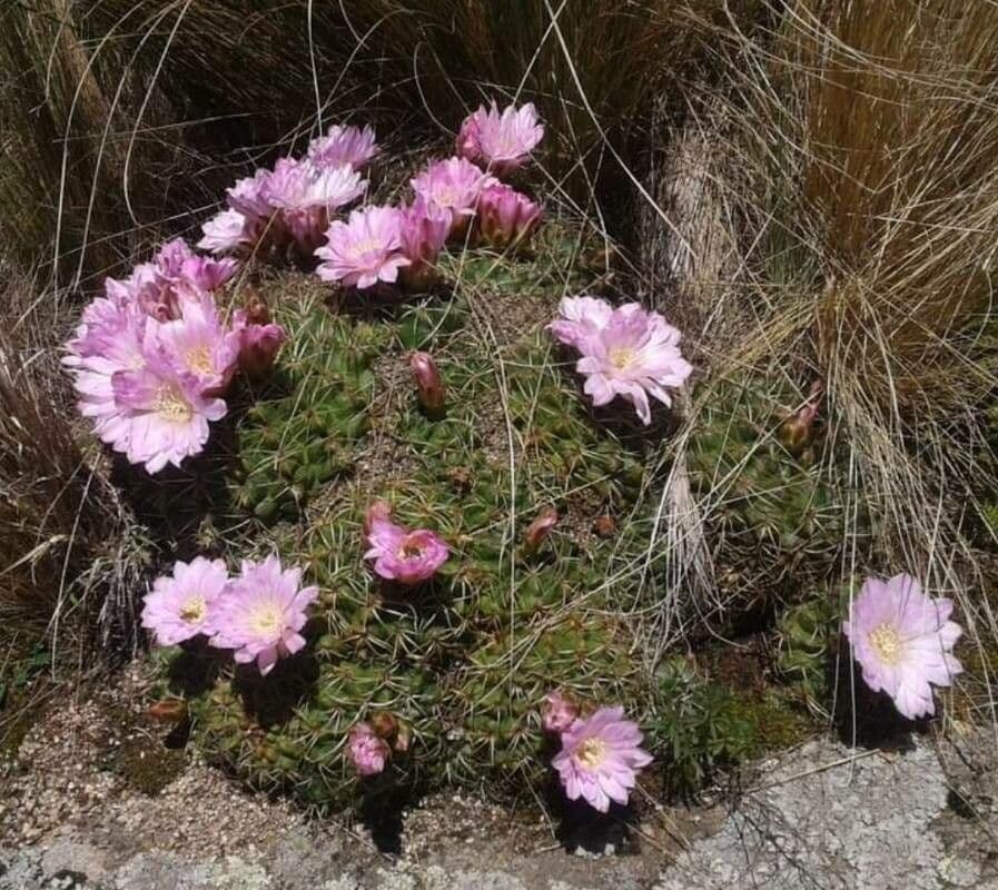Cactus del mento