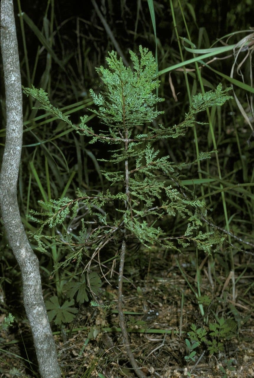 Cedro del Cile 8