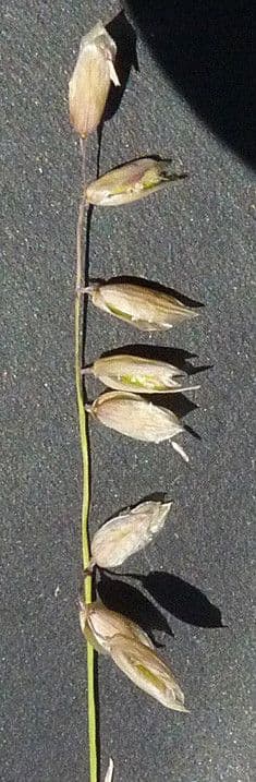 Small melick 5