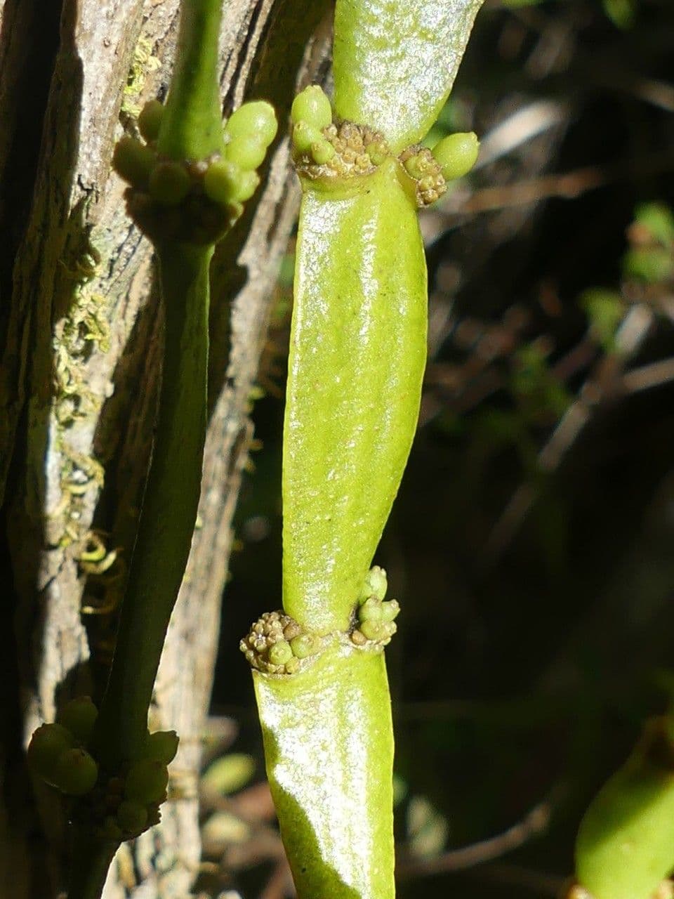 Korthalsella 4