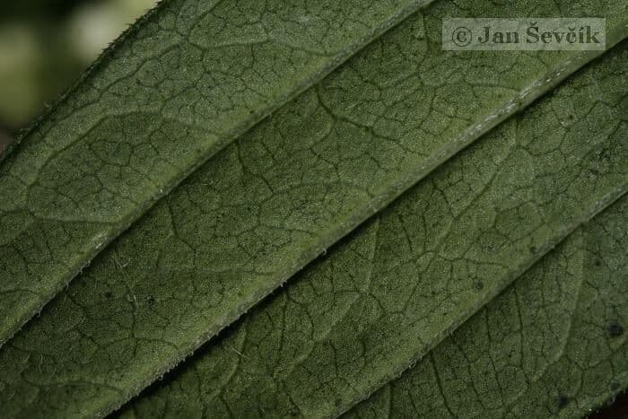 Przytulia rubioides 15