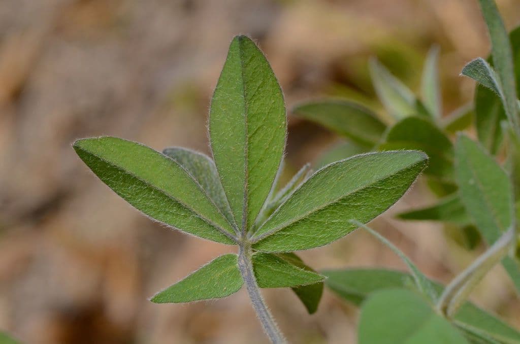 Baptisia bracteata 15