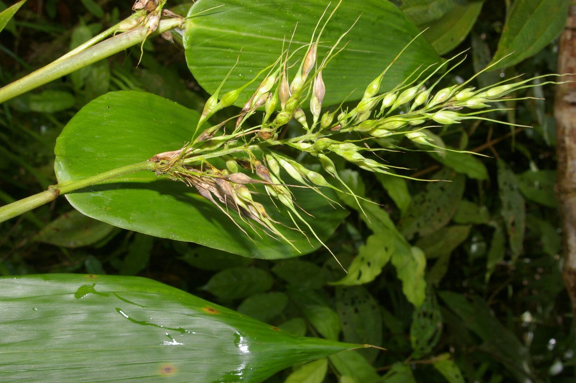 Olyra latifolia 7