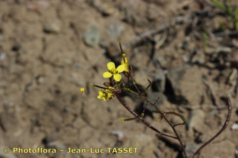 Diplotaxis ilorcitana 3