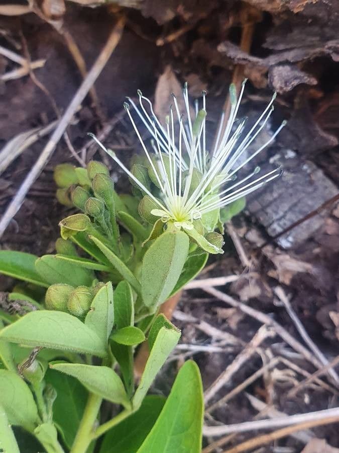 Maerua triphylla 2