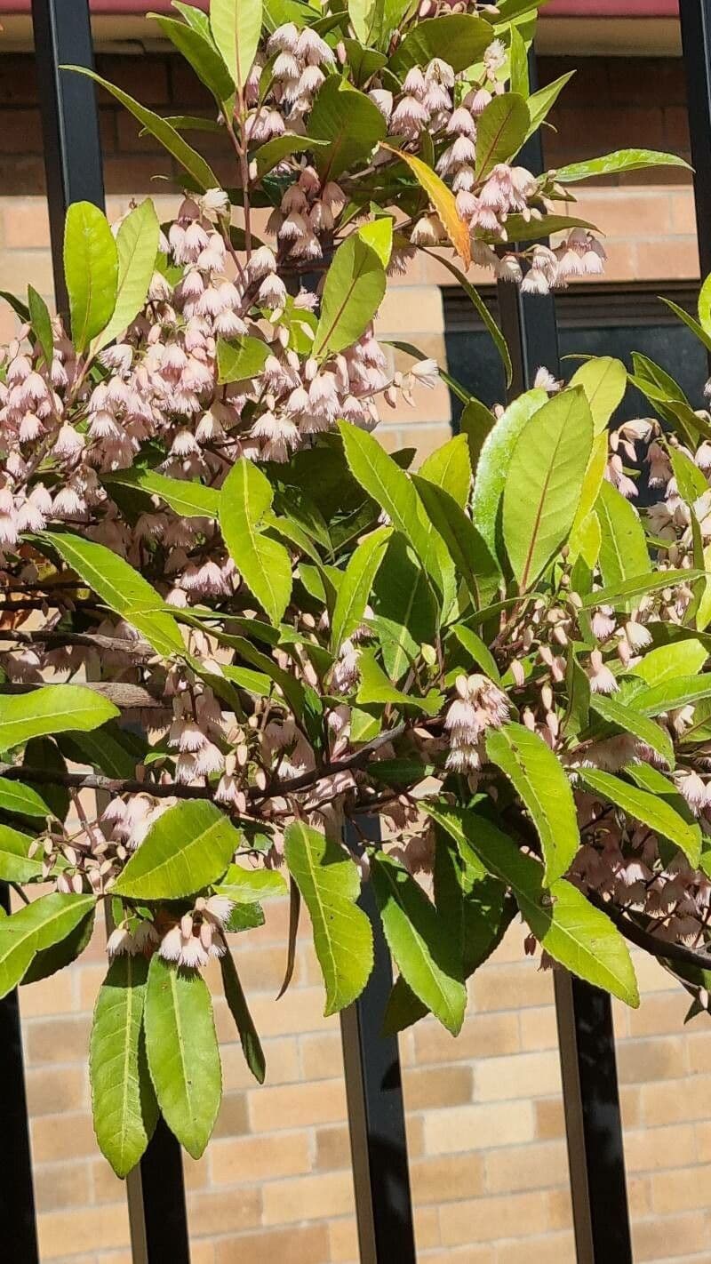 Elaeocarpus reticulatus 19