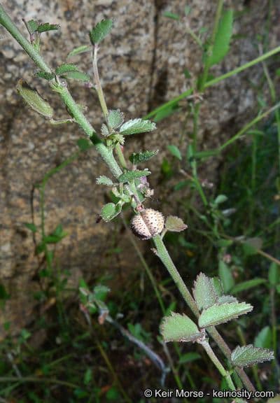 Ayenia compatta 13