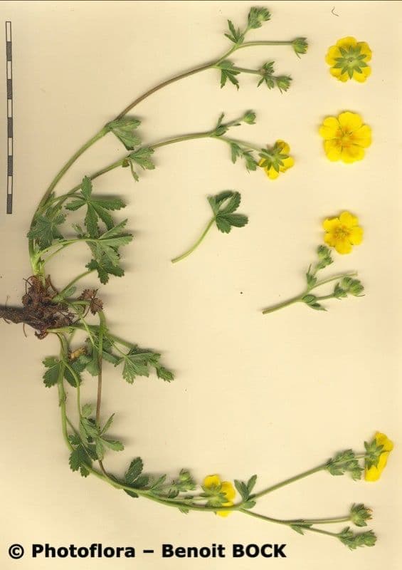 Potentilla pyrenaica 25