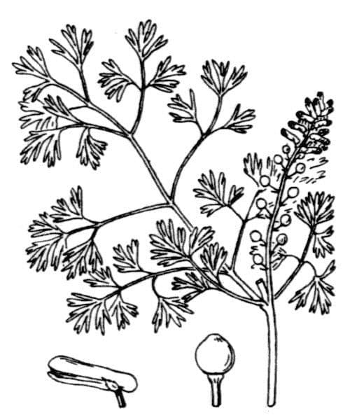 Kleinblütiges Erdrauch 25