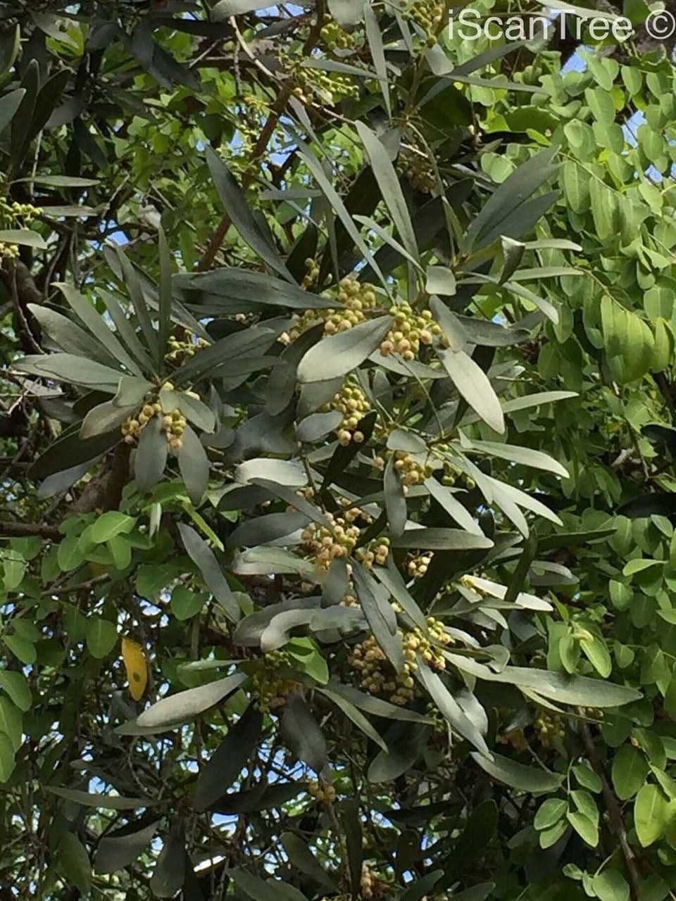Euclea 8