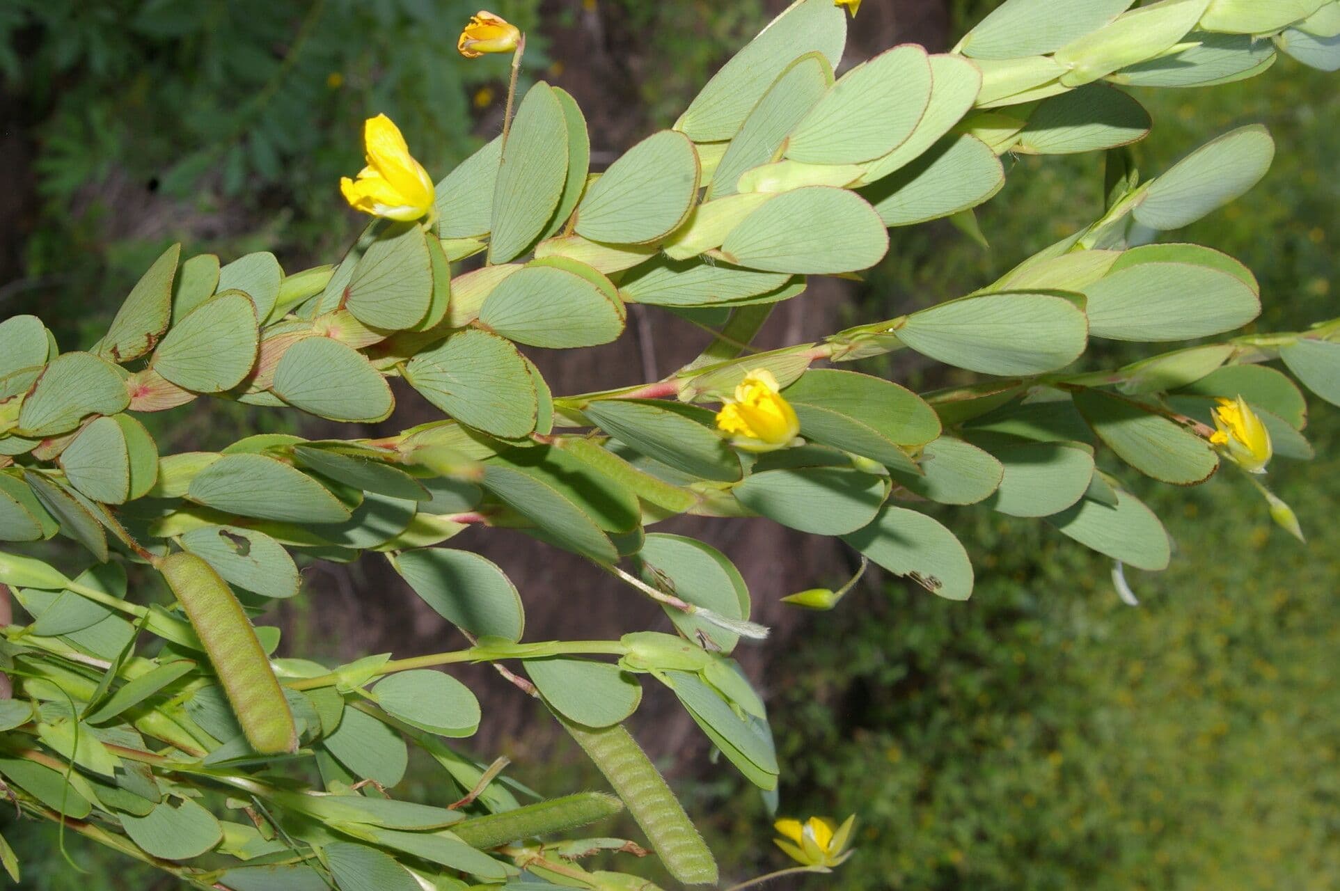 Cassia diphylla 6