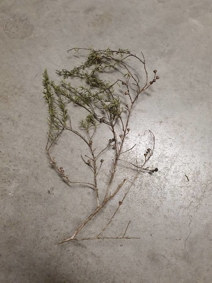 Podocarpus totara 5