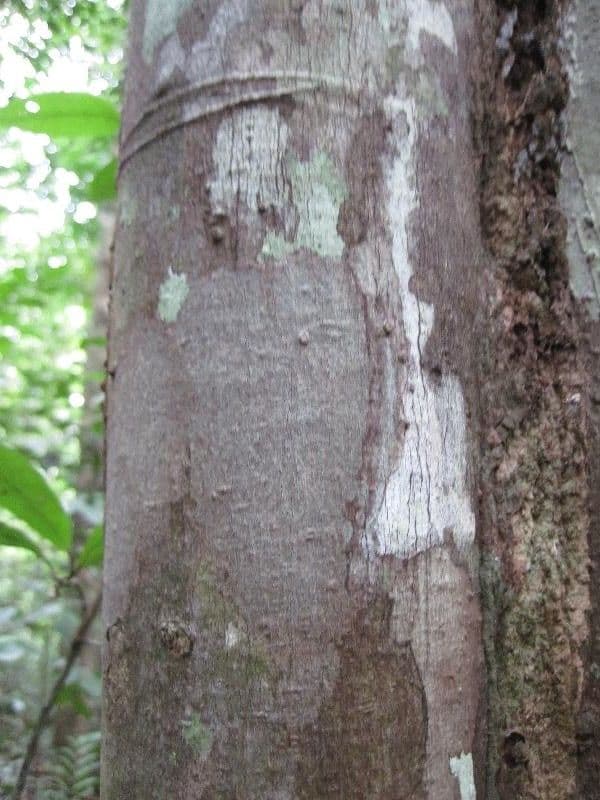 Trattinnickia 3