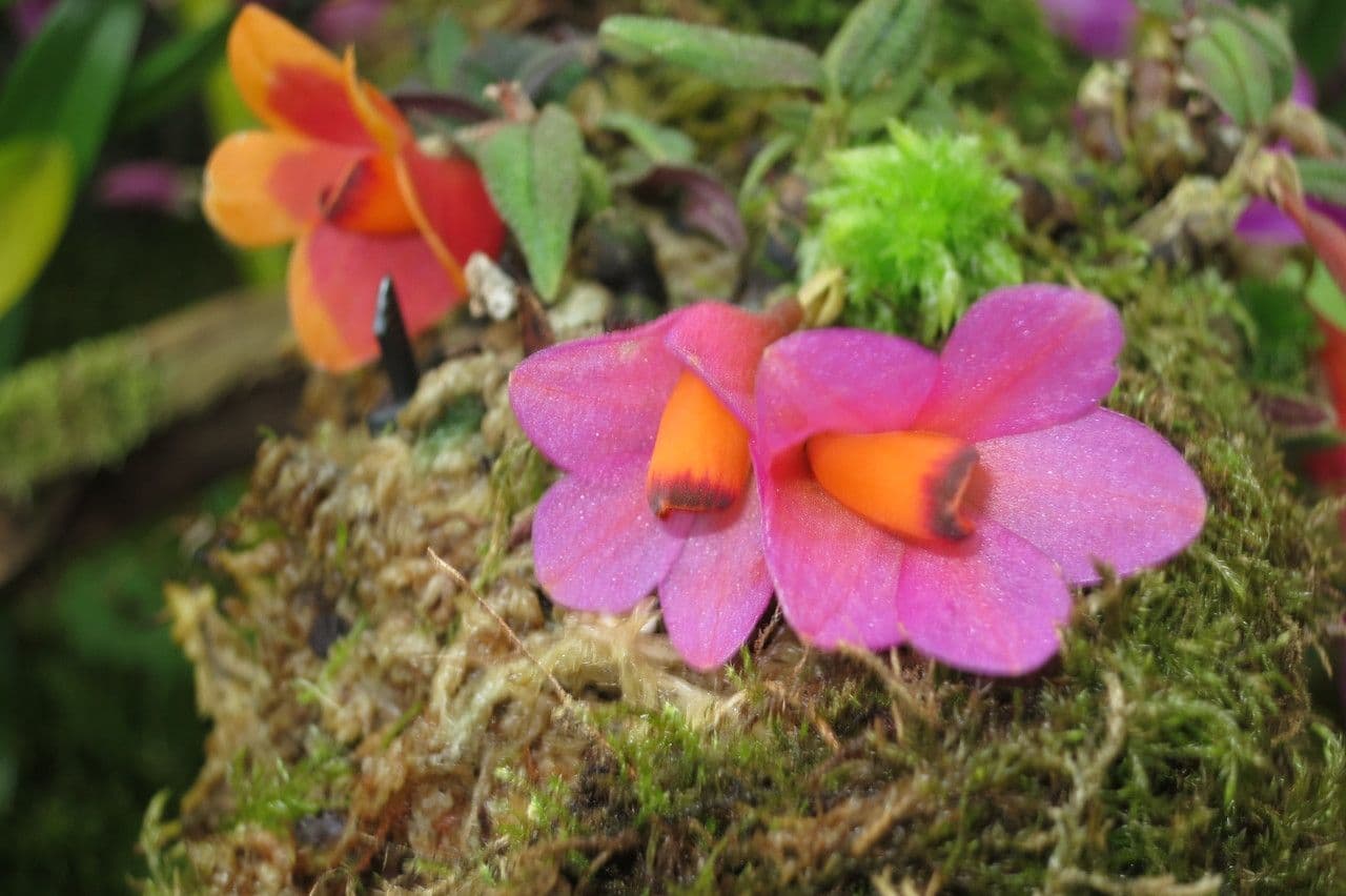 Dendrobium