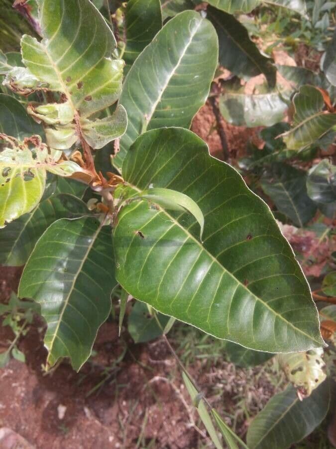 Madagaskar-Harungana 3