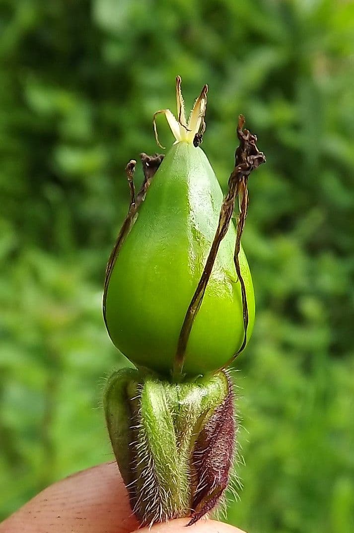 Silene dioica