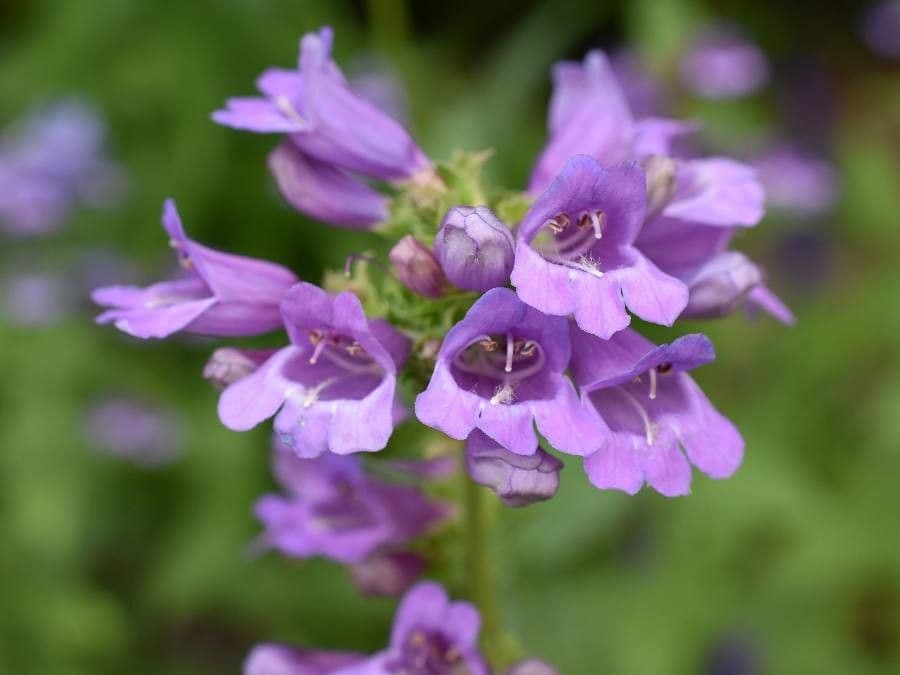 Sägeblättrige Bartblume 4