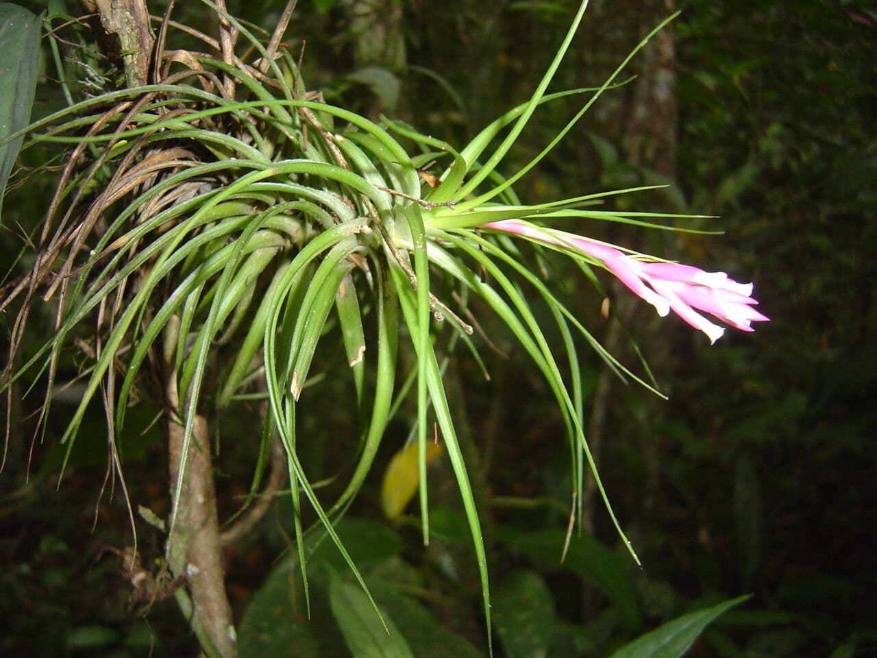Tillandsia tenuifolia 2