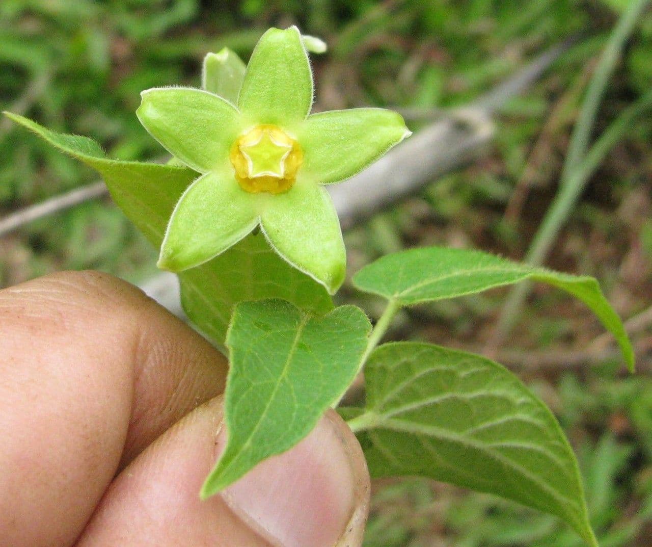 Gonolobus 7