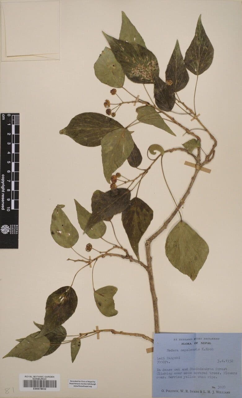 Edera nepalese 14