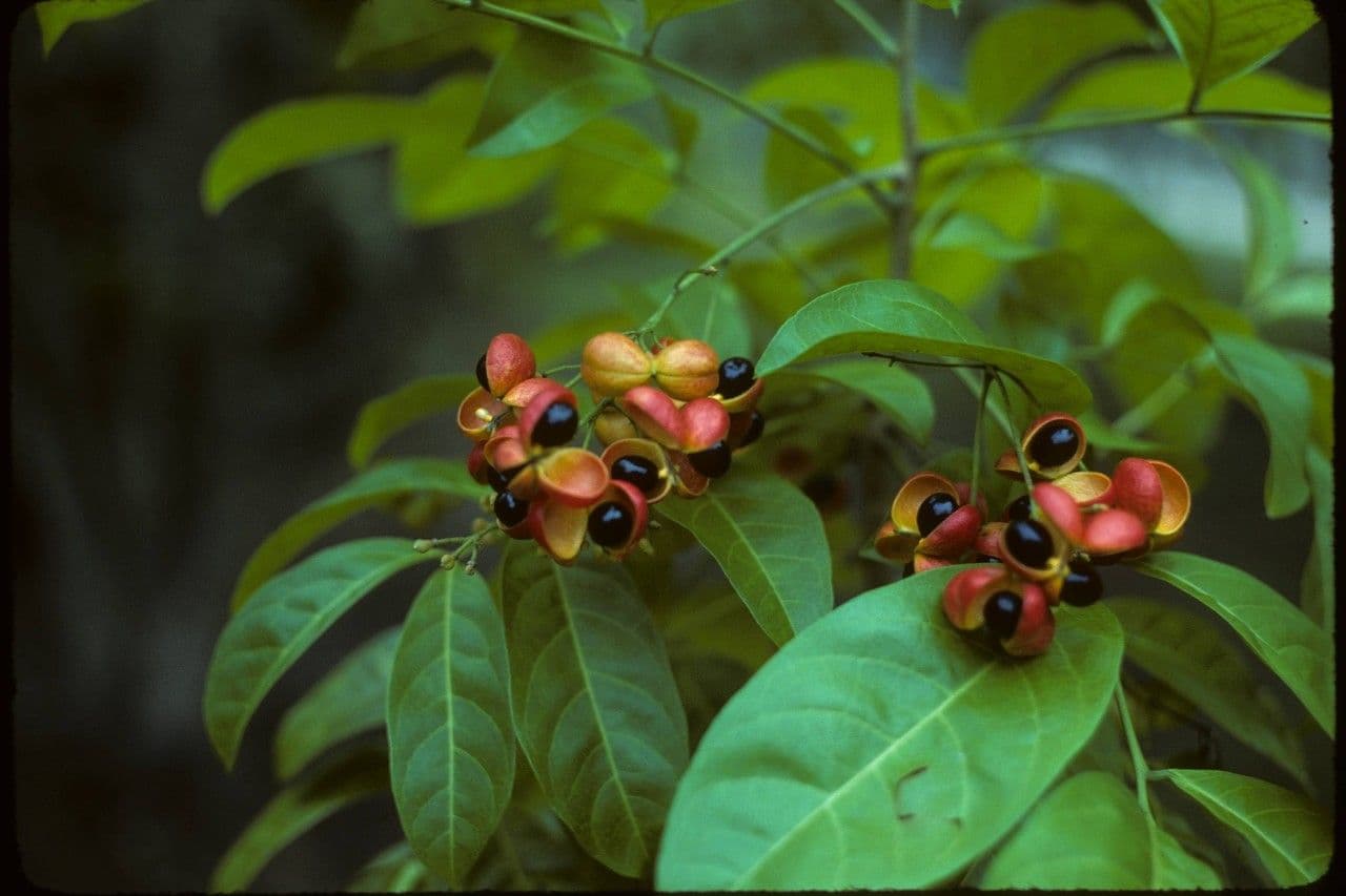 Harpullia 7