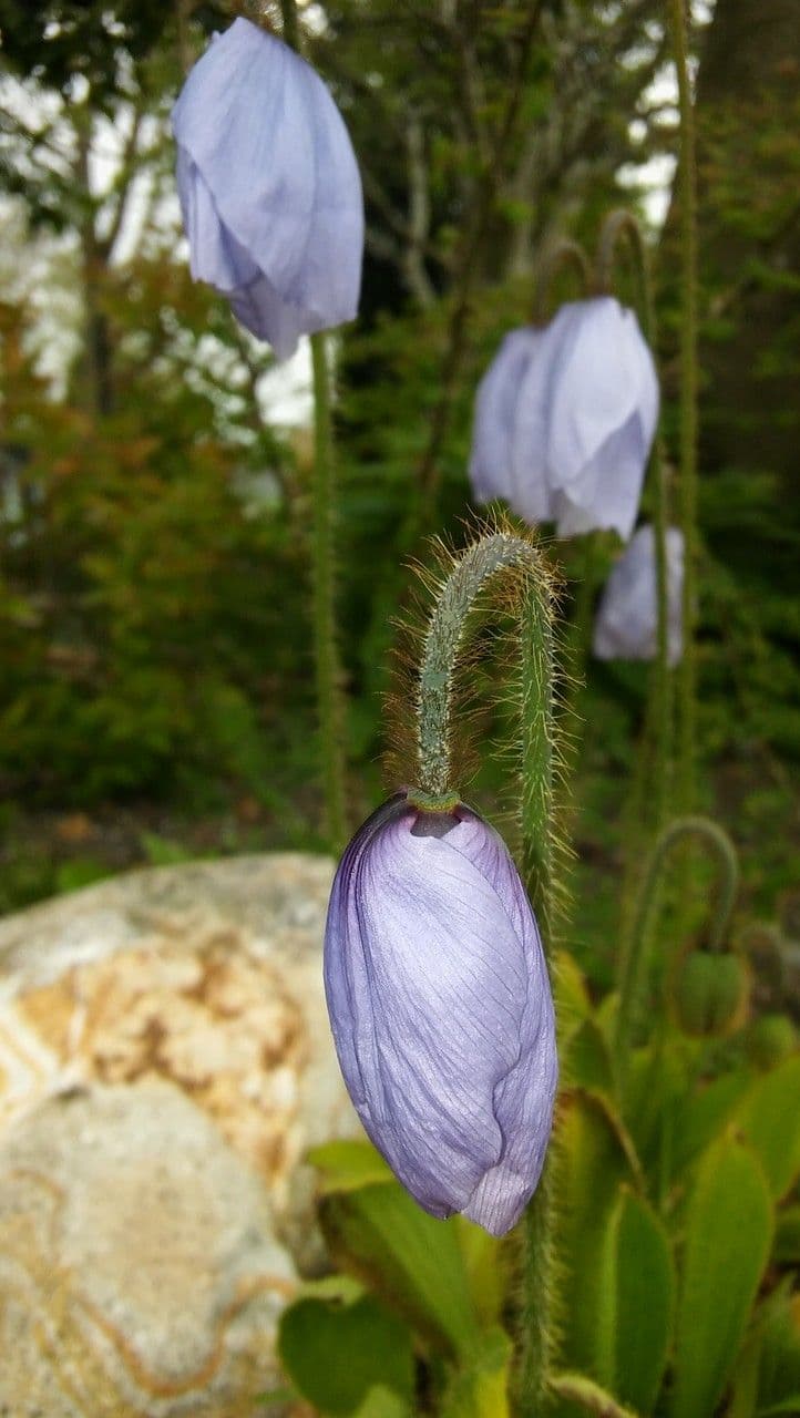 Meconopsis 4