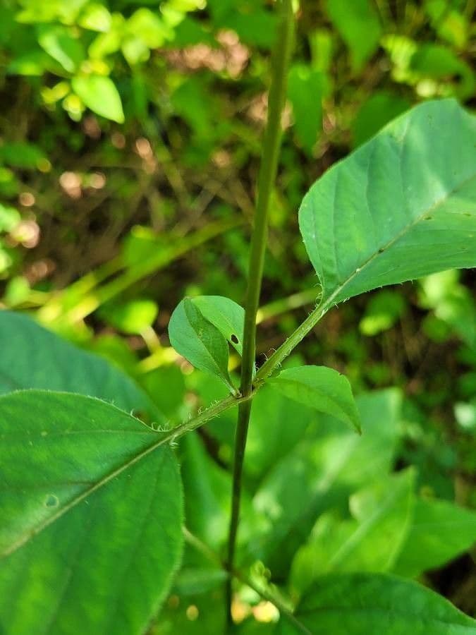 Lisimachia ciliata 23