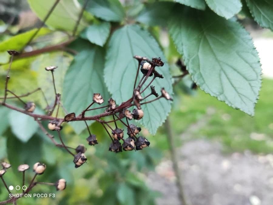 Ceanothus americký 5