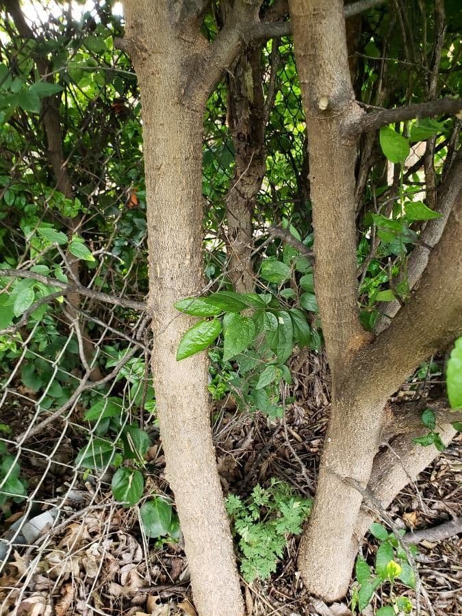 Celtis laevigata 23
