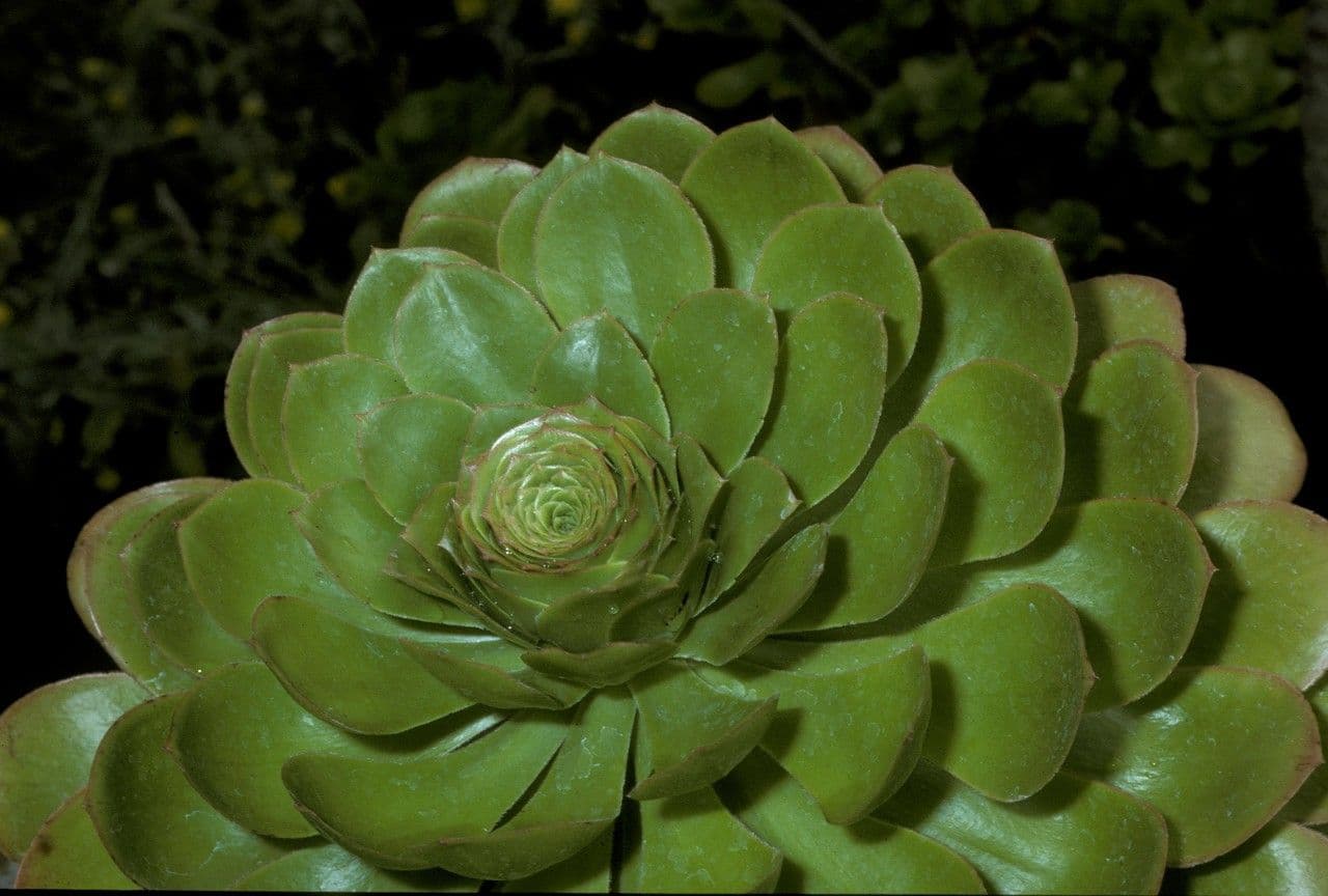 Aeonium ondulato 16