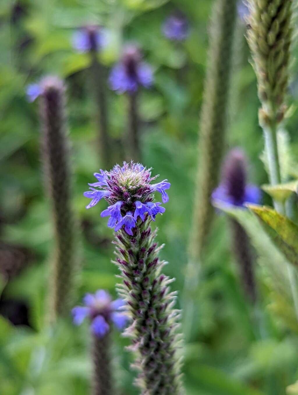 Verbena 2