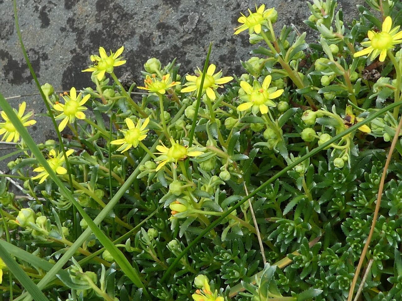 Sassifraga gialla 12