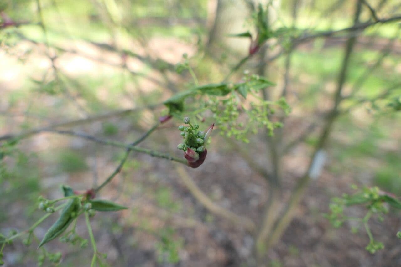 Euonymus oxyphyllus 6