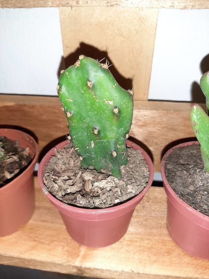 Opuncja Monacantha 8