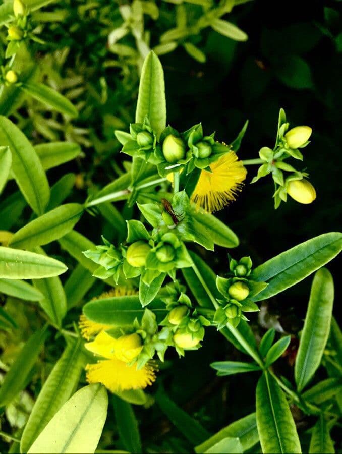 Millepertuis 4