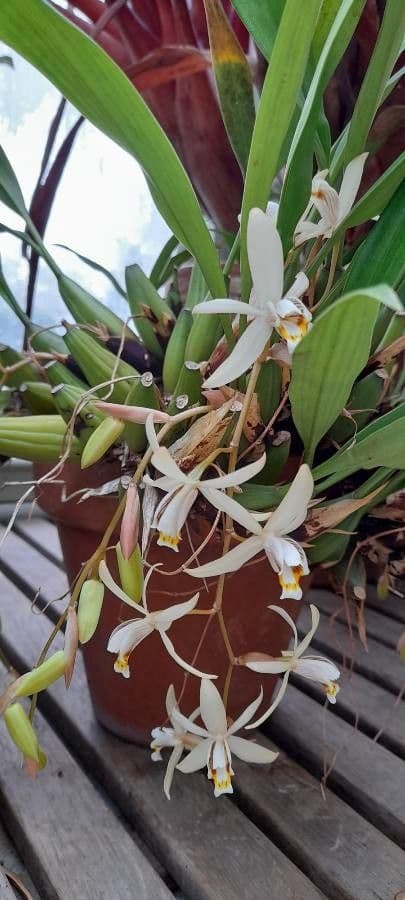 Coelogyne viscosa 8
