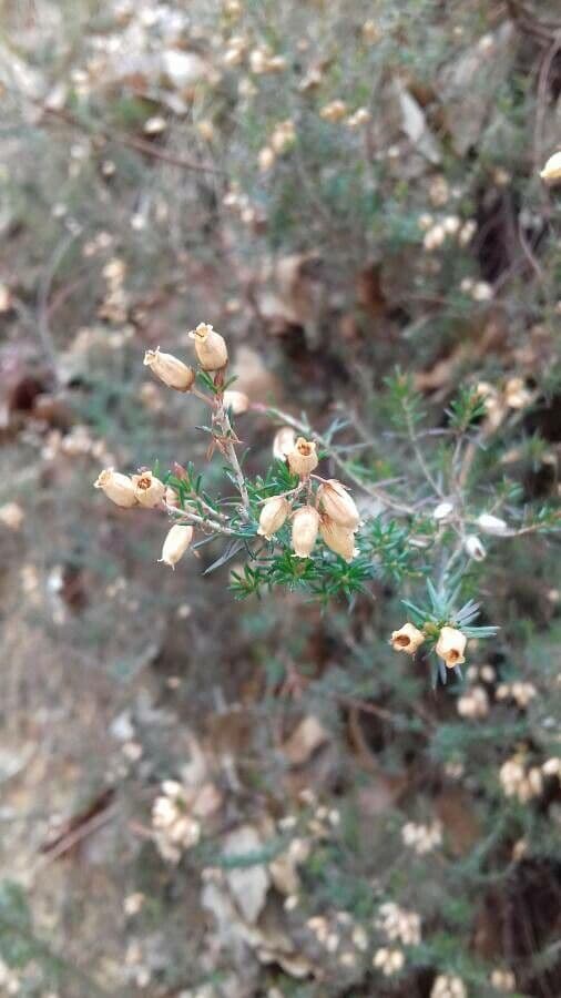 Graue Heide 3