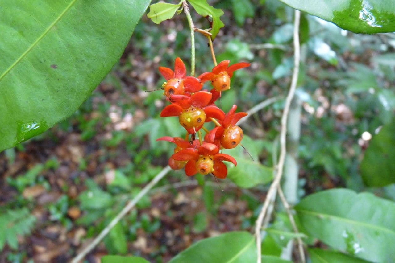 Ochna 3