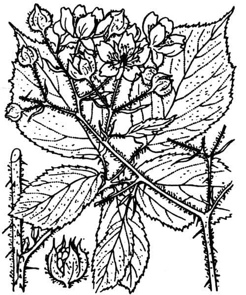 Rovo elegante 18