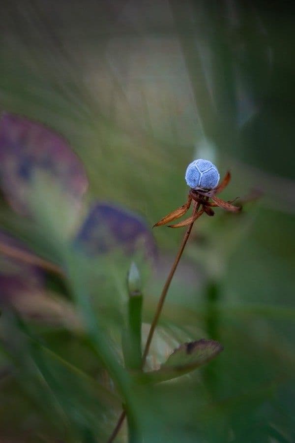Trientalis 5