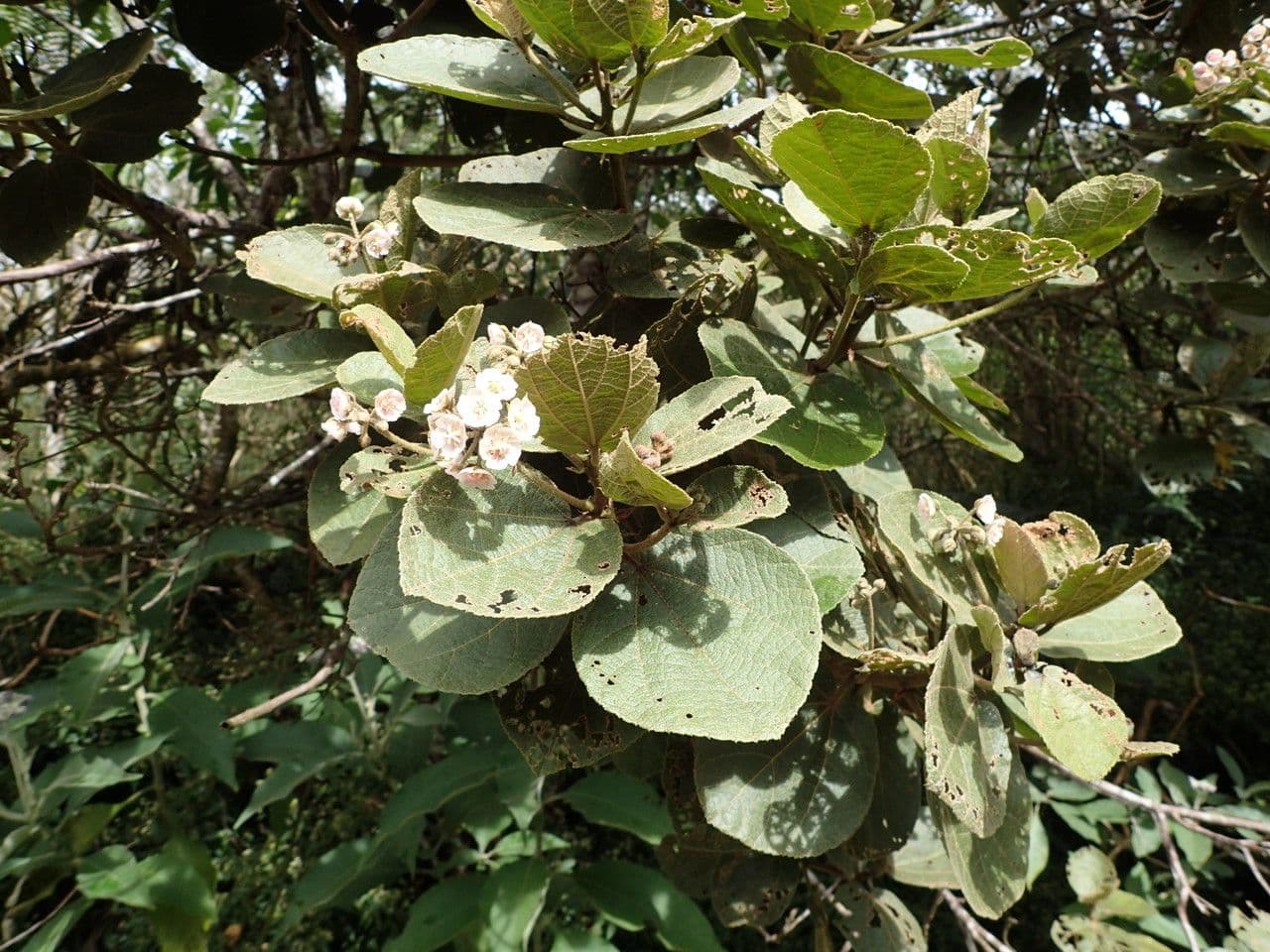Feigenblättrige Dombeya 16