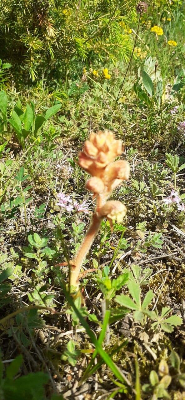 Succiamele minore 4