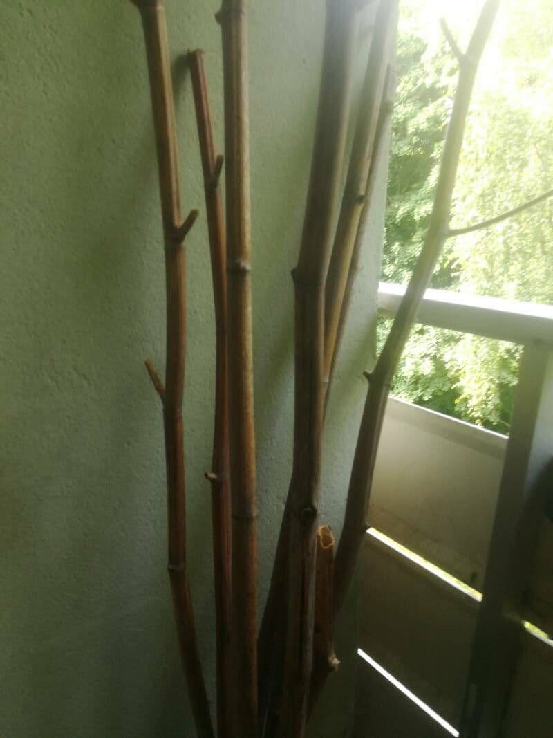 Riesenbambus 22