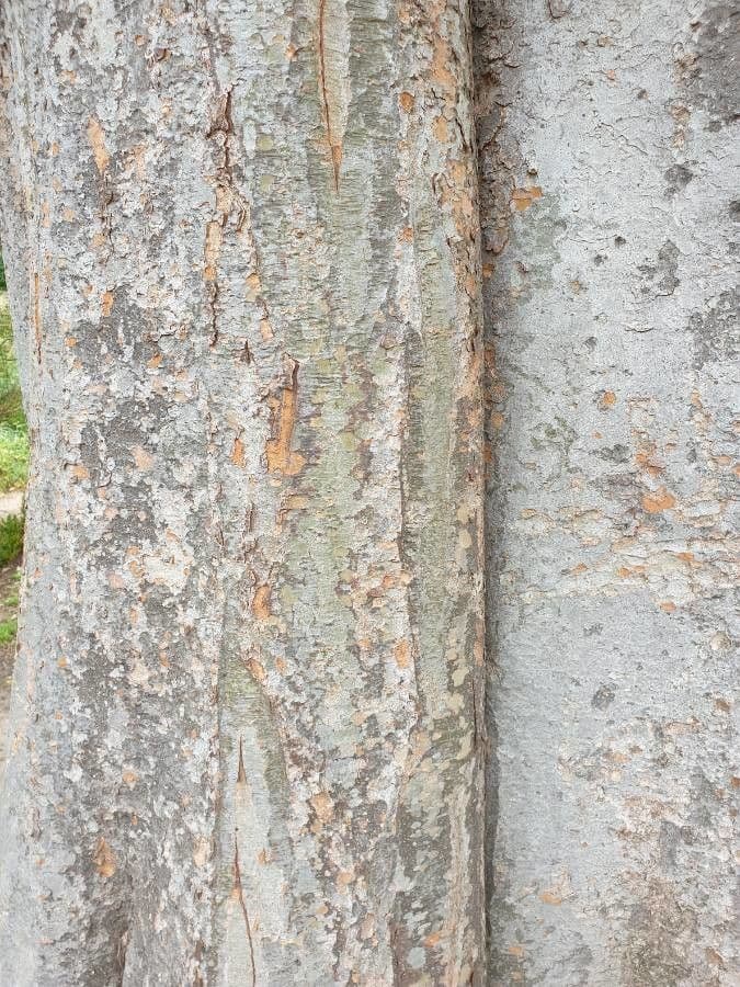 Zelkova del Caucaso 10