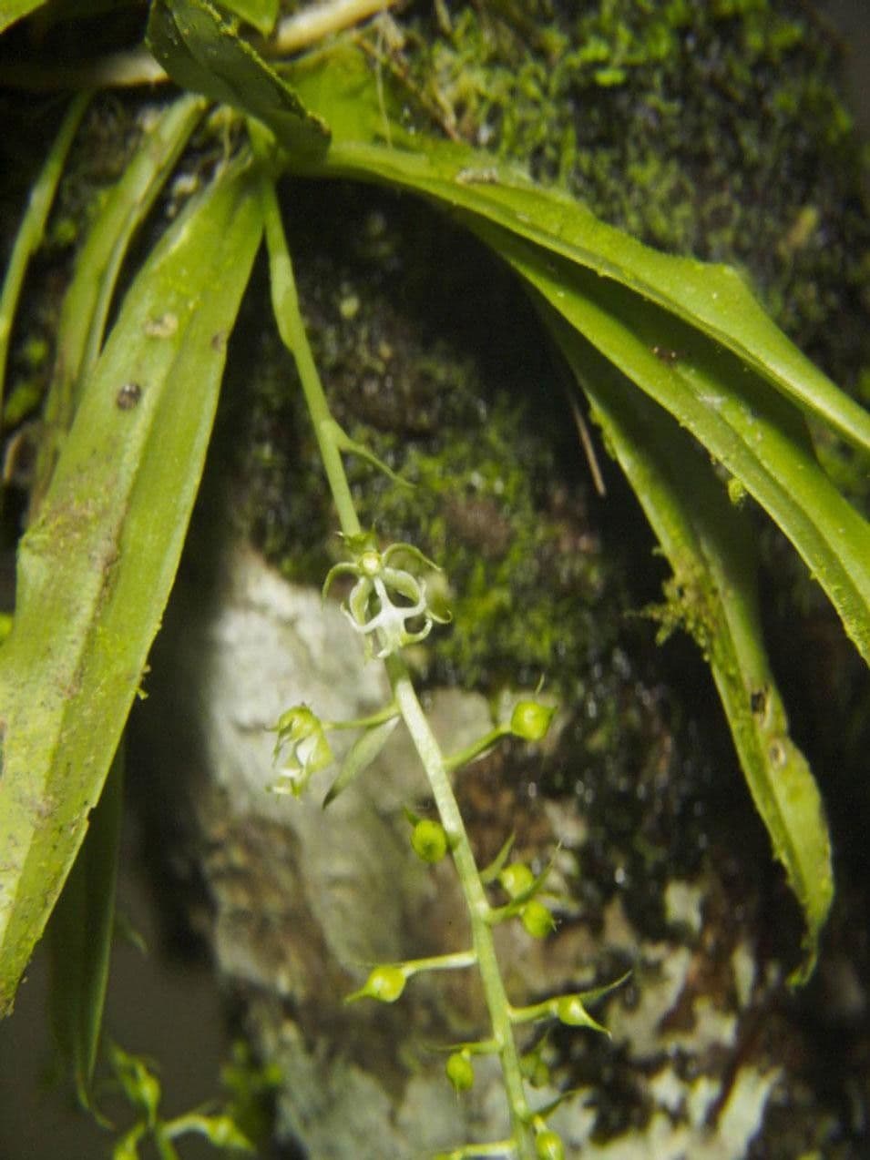 Cryptarrhena guatemalská 8