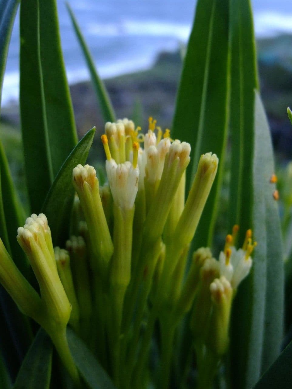 Kleinia 6