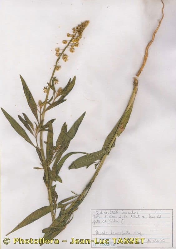 Reseda 12