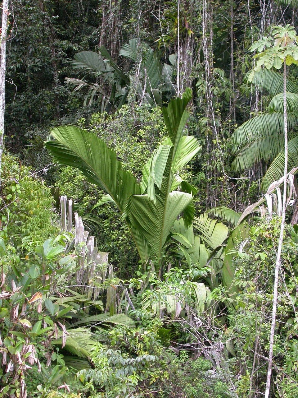 Manicaria saccifera 8