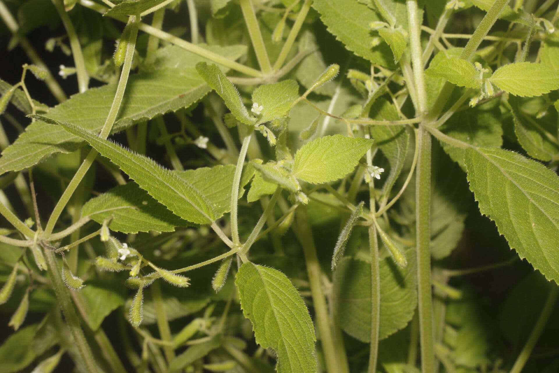 Klaprothia 6